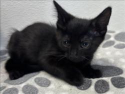 Shelter Stray Male Cat last seen , 957 N Gaffey St, San Pedro, CA 90731, USA