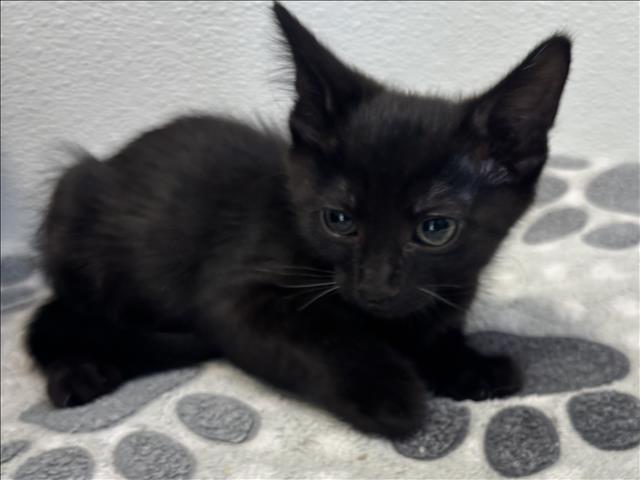 Shelter Stray Male Cat last seen , 957 N Gaffey St, San Pedro, CA 90731, USA