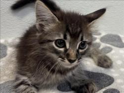 Shelter Stray Female Cat last seen , 957 N Gaffey St, San Pedro, CA 90731, USA