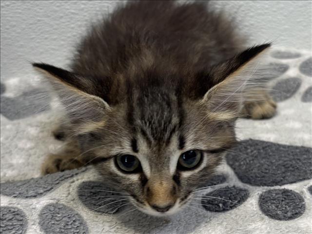 Shelter Stray Female Cat last seen , 957 N Gaffey St, San Pedro, CA 90731, USA