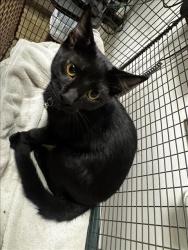 Shelter Stray Male Cat last seen , 14409 Vanowen St, Van Nuys, CA 91405, USA