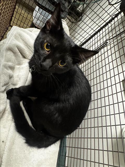 Shelter Stray Male Cat last seen , 14409 Vanowen St, Van Nuys, CA 91405, USA