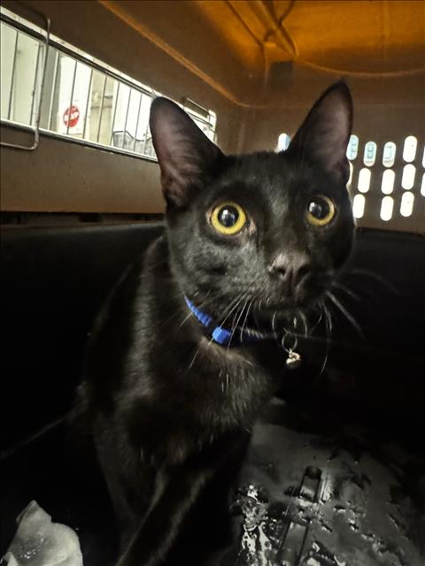 Shelter Stray Male Cat last seen , 14409 Vanowen St, Van Nuys, CA 91405, USA