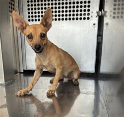 Shelter Stray Female Dog last seen 299TH AVE AND PATTON RD, 2500 S 27th Ave, Phoenix, AZ 85009, USA