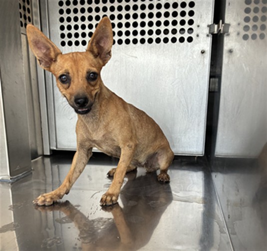 Shelter Stray Female Dog last seen 299TH AVE AND PATTON RD, 2500 S 27th Ave, Phoenix, AZ 85009, USA
