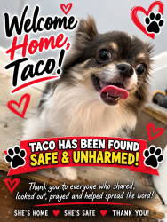 Reunited Female Dog last seen Reisterstown Road and Springhill, Baltimore, MD 21215