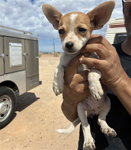 Shelter Stray Female Dog last seen 299TH AVE AND PATTON RD, 2500 S 27th Ave, Phoenix, AZ 85009, USA