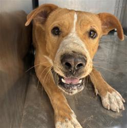 Shelter Stray Male Dog last seen 299TH AVE AND PATTON RD, 2500 S 27th Ave, Phoenix, AZ 85009, USA