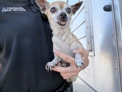Shelter Stray Female Dog last seen W CAMELBACK RD AND N 21ST AVE, 2500 S 27th Ave, Phoenix, AZ 85009, USA