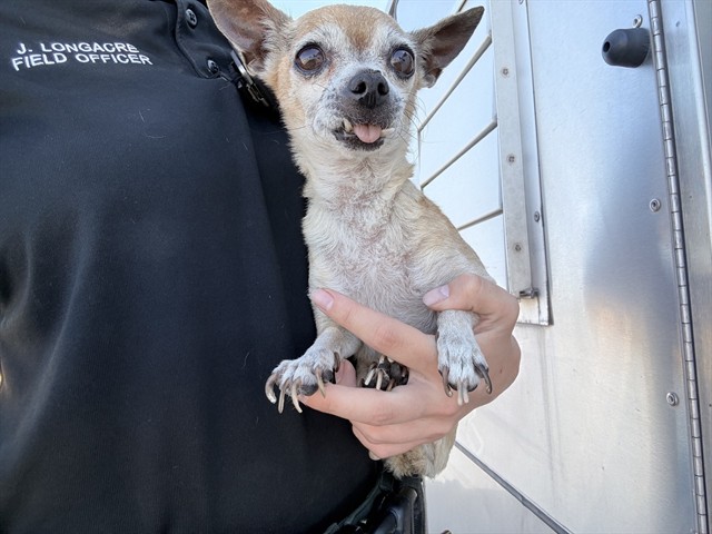 Shelter Stray Female Dog last seen W CAMELBACK RD AND N 21ST AVE, 2500 S 27th Ave, Phoenix, AZ 85009, USA