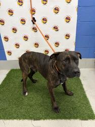 Shelter Stray Male Dog last seen BRUIN DR, 19640 Dogpatch Ln, Land O' Lakes, FL 34638, USA