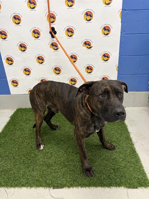 Shelter Stray Male Dog last seen BRUIN DR, 19640 Dogpatch Ln, Land O' Lakes, FL 34638, USA