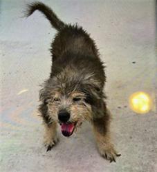 Shelter Stray Female Dog last seen BROKEN BENT AND PAMMEL, 19640 Dogpatch Ln, Land O' Lakes, FL 34638, USA