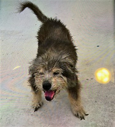 Shelter Stray Female Dog last seen BROKEN BENT AND PAMMEL, 19640 Dogpatch Ln, Land O' Lakes, FL 34638, USA