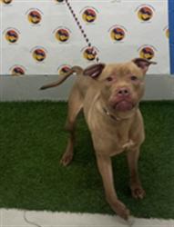 Shelter Stray Female Dog last seen LISABELLE LN, 19640 Dogpatch Ln, Land O' Lakes, FL 34638, USA