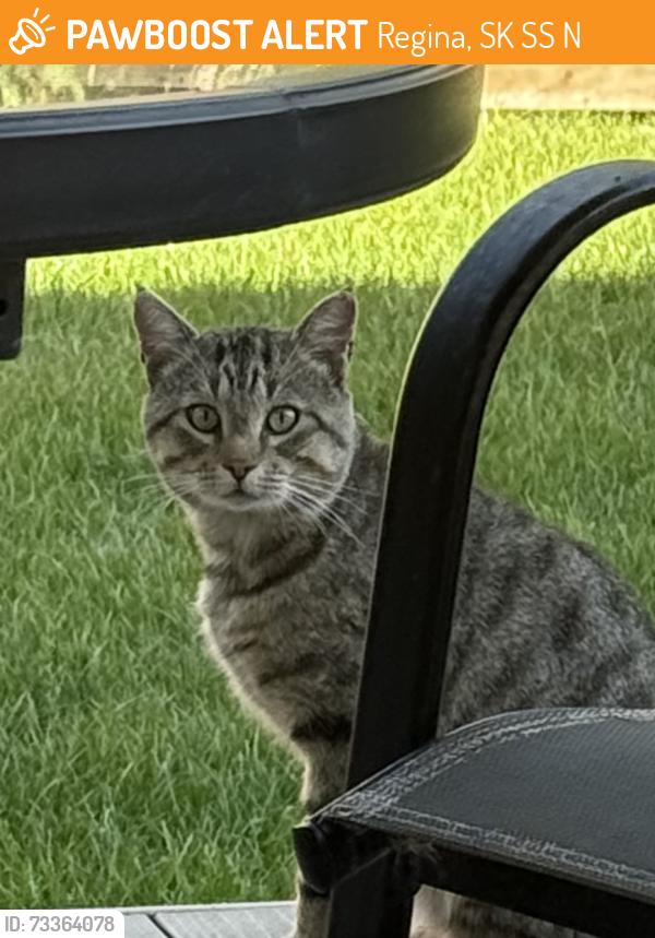 Found/Stray Male Cat last seen Lincoln drive, Regina, SK S4S 6N9