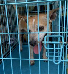 Shelter Stray Male Dog last seen SUMMER LAKE RD, 19640 Dogpatch Ln, Land O' Lakes, FL 34638, USA