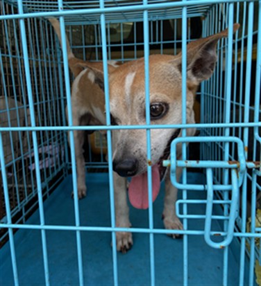 Shelter Stray Male Dog last seen SUMMER LAKE RD, 19640 Dogpatch Ln, Land O' Lakes, FL 34638, USA