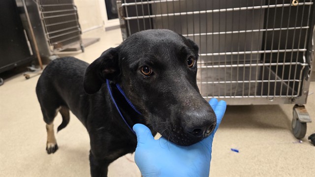 Shelter Stray Male Dog last seen Near BLOCK 3RD ST, RIVERSIDE CA 92501, 6851 Van Buren Boulevard, Jurupa Valley, CA 92509, USA
