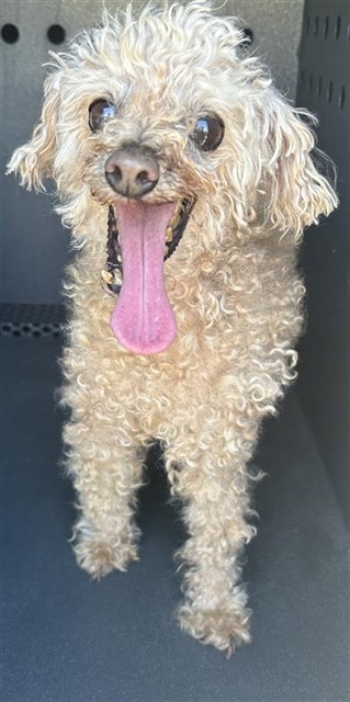 Shelter Stray Male Dog last seen , 4275 Elton St, Baldwin Park, CA 91706, USA