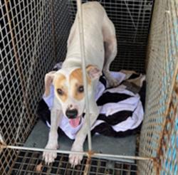 Shelter Stray Male Dog last seen SUMMER LAKE RD, 19640 Dogpatch Ln, Land O' Lakes, FL 34638, USA