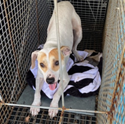 Shelter Stray Male Dog last seen SUMMER LAKE RD, 19640 Dogpatch Ln, Land O' Lakes, FL 34638, USA