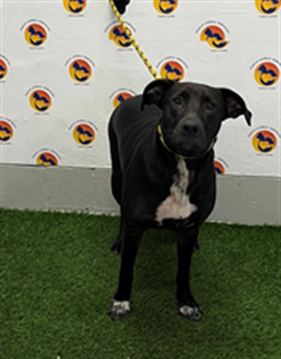 Shelter Stray Female Dog last seen CLINTON AVE, 19640 Dogpatch Ln, Land O' Lakes, FL 34638, USA
