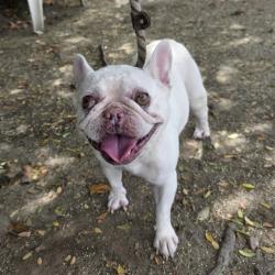 Shelter Stray Female Dog last seen Near BLOCK ATLANTIC AVE, LONG BEACH, CA 90805, 7700 E Spring St, Long Beach, CA 90815, USA