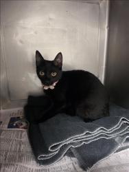 Shelter Stray Female Cat last seen , West Valley Animal Shelter, 20655 Plummer St, Chatsworth, CA 91311, USA