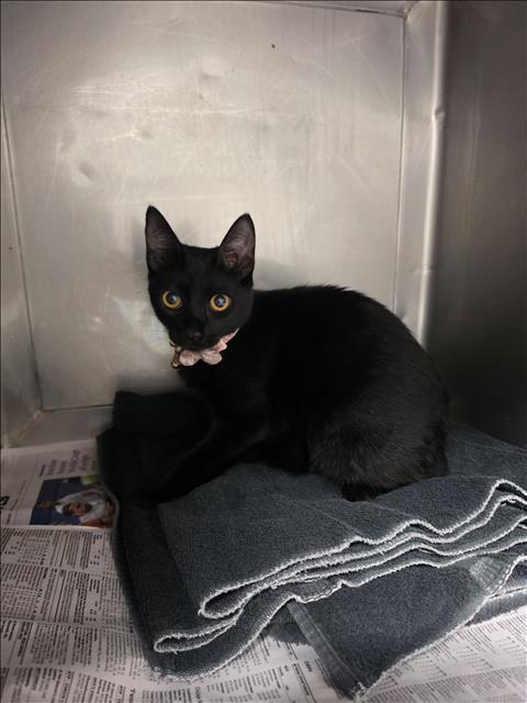 Shelter Stray Female Cat last seen , West Valley Animal Shelter, 20655 Plummer St, Chatsworth, CA 91311, USA