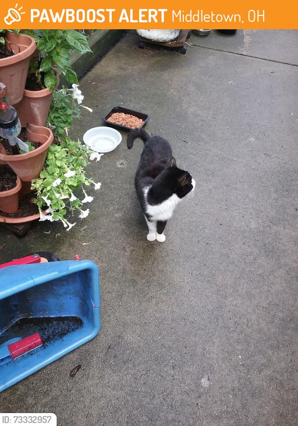 Found/Stray Unknown Cat last seen Near Ora Lane and Daryl Drive, Middletown, OH 45042