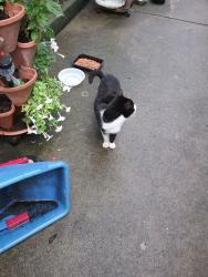 Found/Stray Unknown Cat last seen Near Ora Lane and Daryl Drive, Middletown, OH 45042