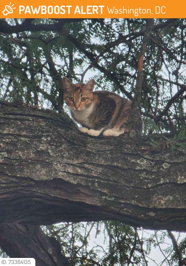 Found/Stray Female Cat last seen Gardens at Wingate, Washington, DC 20032