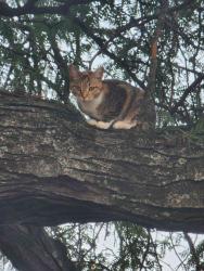 Found/Stray Female Cat last seen Gardens at Wingate, Washington, DC 20032