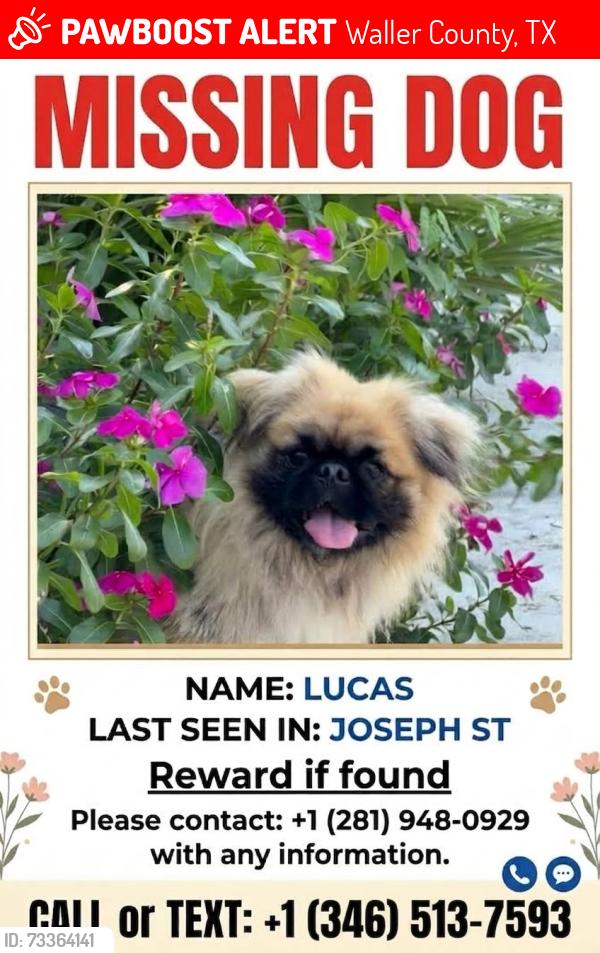 Lost Male Dog last seen Joseph rd, Hockley, TX 77447