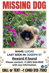 Lost Male Dog last seen Joseph rd, Hockley, TX 77447