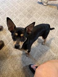 Found/Stray Male Dog last seen Arnold Rd. and Black Dairy Rd. Lexington, Davidson County, NC 27295