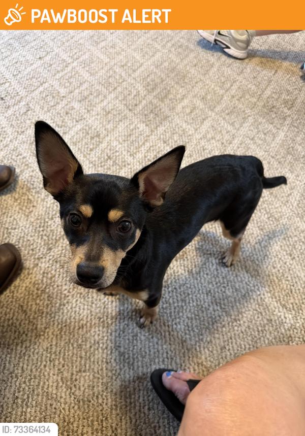 Found/Stray Male Dog last seen Arnold Rd. and Black Dairy Rd. Lexington, Davidson County, NC 27295