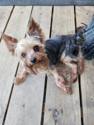 Lost Male Dog last seen Gulf Beach Hwy, Pensacola, FL 32507
