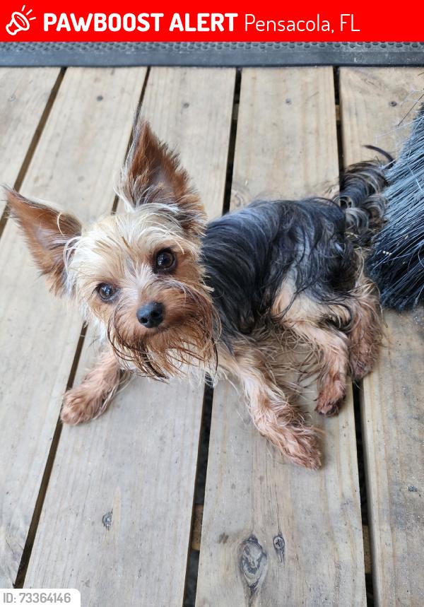 Lost Male Dog last seen Gulf Beach Hwy, Pensacola, FL 32507