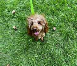 Reunited Female Dog last seen QuickTrip, Sandy Springs, GA 30328
