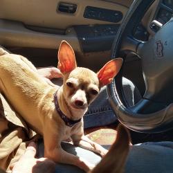 Reunited Female Dog last seen Wrigley Way & Wheelock, Fort Worth, TX 76133
