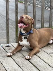 Reunited Male Dog last seen Roberts Kevin Okinawan Shorin-Ryu Karate, Asheville, NC 28704