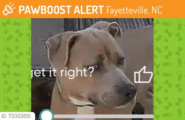 Found/Stray Unknown Dog last seen Mingary/Grey Goose, Fayetteville, NC 28306