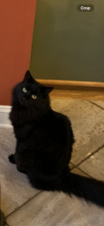 Reunited Male Cat last seen Bryant and Lower State rd, Horsham Township, PA 19002