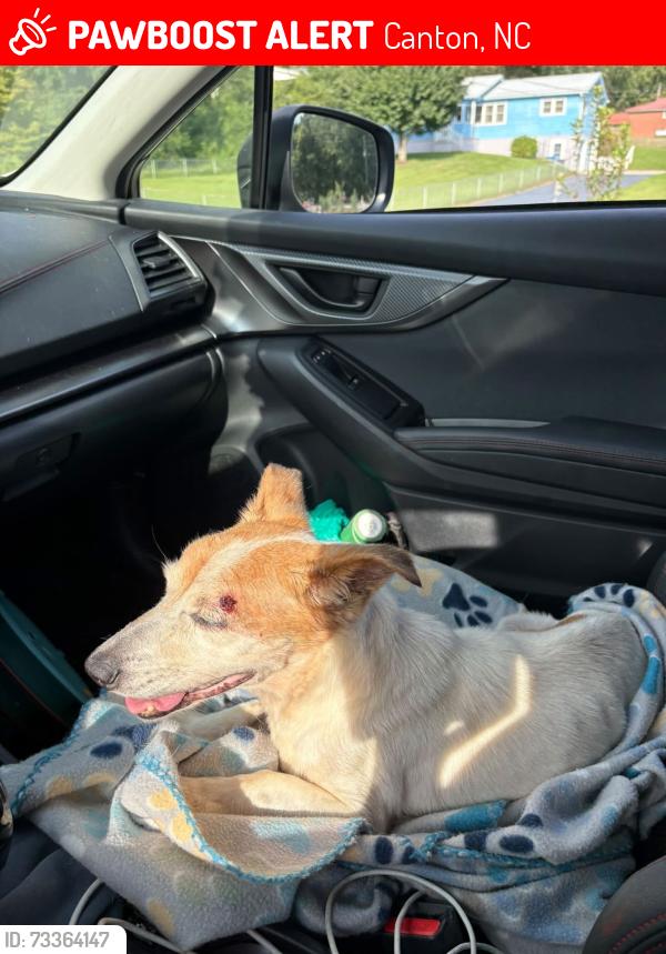 Lost Male Dog last seen North Hominy and Newfound Rd., Canton, NC 28716