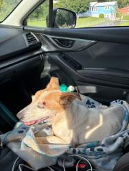 Lost Male Dog last seen North Hominy and Newfound Rd., Canton, NC 28716