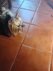Reunited Male Dog last seen Sparkling lake road, Orangetree, FL 34120