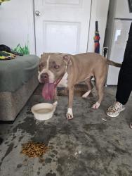 Found/Stray Female Dog last seen Peppervine Neighborhood, Porter, TX 77365