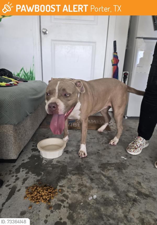 Found/Stray Female Dog last seen Peppervine Neighborhood, Porter, TX 77365